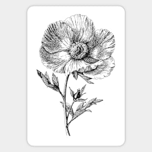 Poppy Flower Black and White Vintage Botanical Illustration Magnet